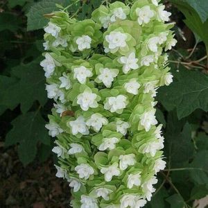 Meet your Posher, Ana